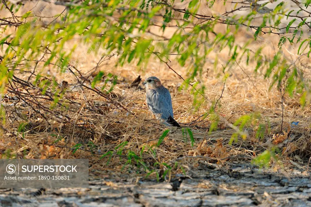 Merlin, a critically endangered bird in Little Rann of Kutch, Gujarat, India, Asia
