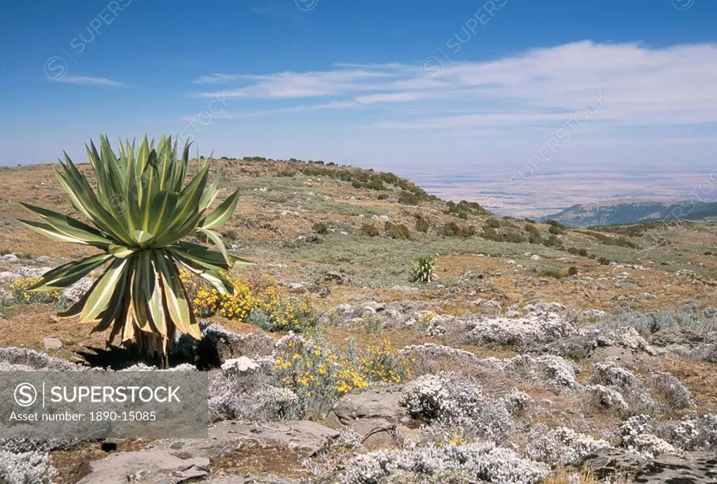 A single giant lobelia, Bale Mountains, Southern Highlands, Ethiopia, Africa