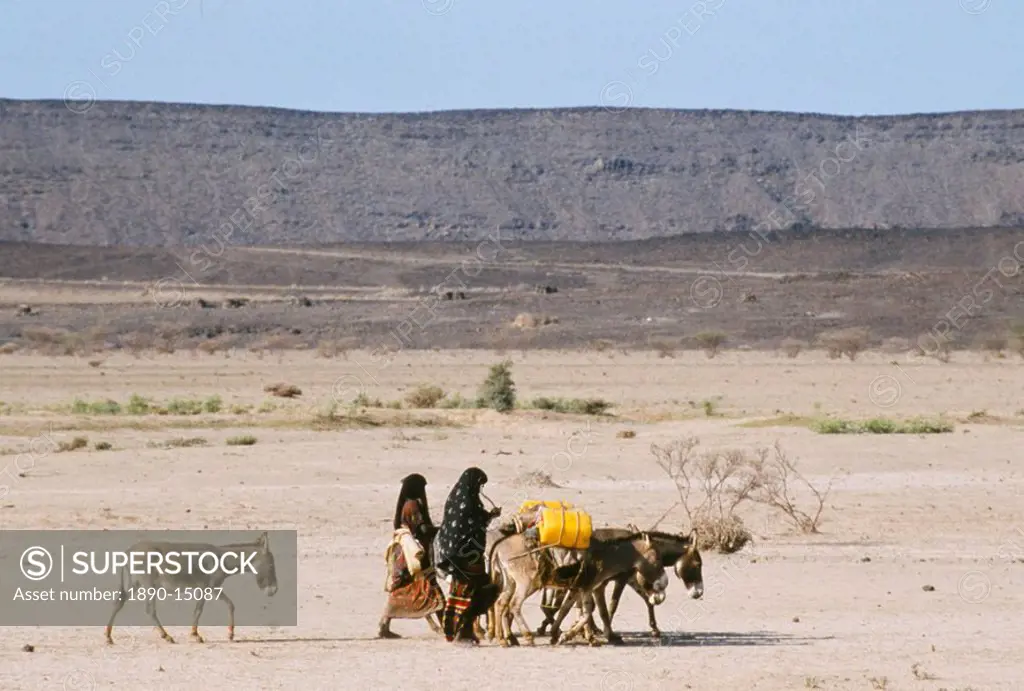 Afar women with donkeys carrying water in very dry desert, Danakil Depression, Ethiopia, Africa