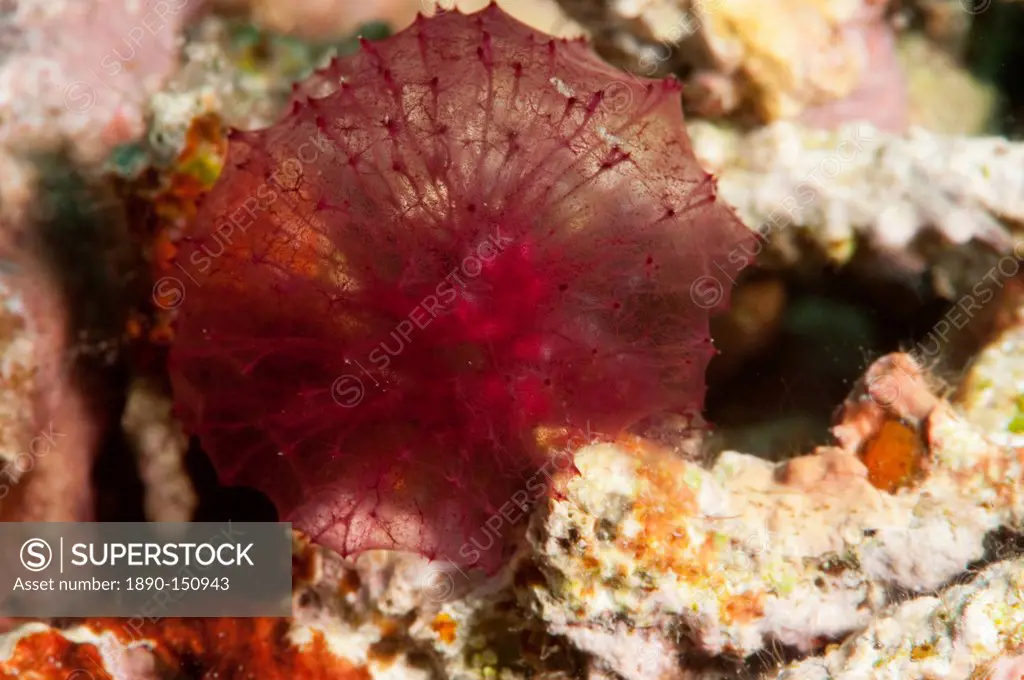 Red algae, Komodo, Indonesia, Southeast Asia, Asia