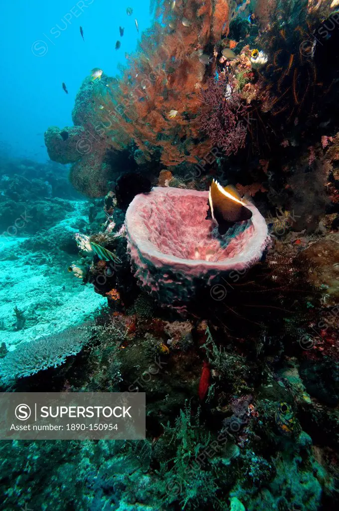 Humphead bannerfish Heniochus varius in a giant vase sponge, Komodo, Indonesia, Southeast Asia, Asia