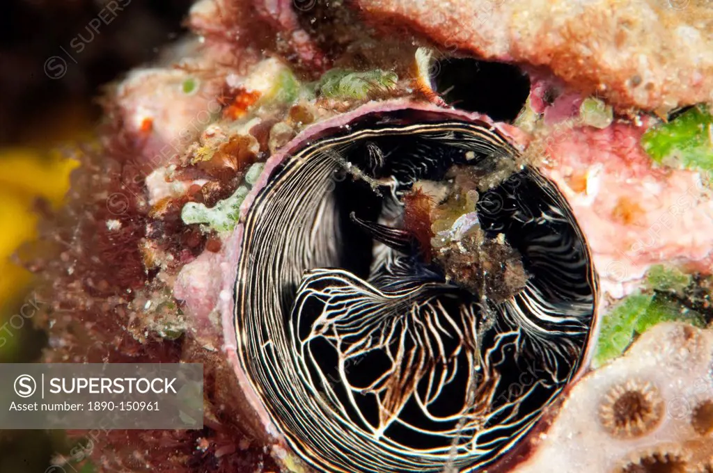 Inside of a tube worm, Komodo, Indonesia, Southeast Asia, Asia