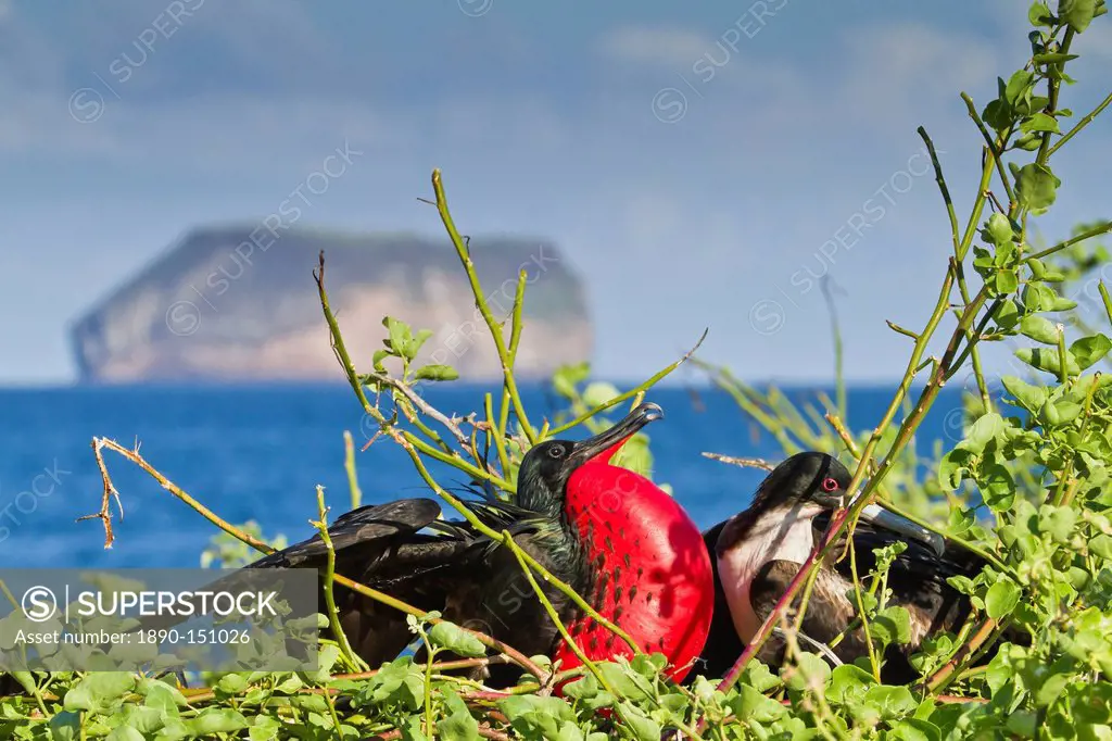 Adult male magnificent frigatebird Fregata magnificens, North Seymour Island, Galapagos Islands, UNESCO World Heritage Site, Ecuador, South America