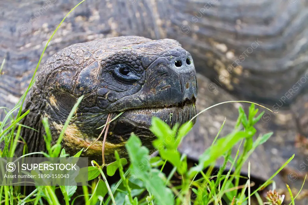 Wild Galapagos tortoise Geochelone elephantopus, Santa Cruz Island, Galapagos Islands, UNESCO World Heritage Site, Ecuador, South America