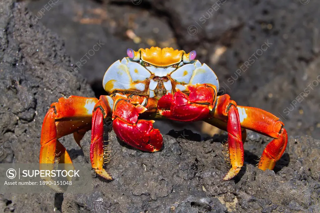 Sally lightfoot crab Grapsus grapsus, Cerro Dragon, Santa Cruz Island, Galapagos Islands, Ecuador, South America