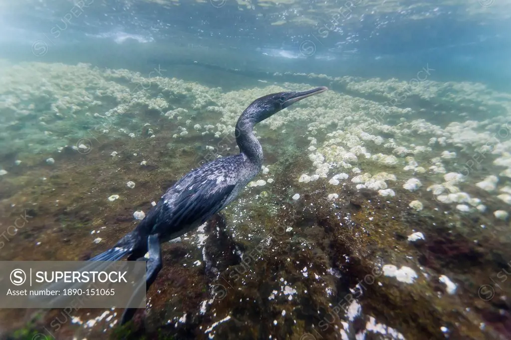 Flightless cormorant Nannopterum harrisi hunting underwater, Tagus Cove, Isabela Island, Galapagos Islands, Ecuador, South America