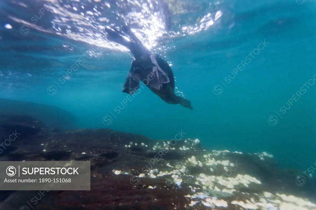 Flightless cormorant Nannopterum harrisi hunting underwater, Tagus Cove, Isabela Island, Galapagos Islands, Ecuador, South America