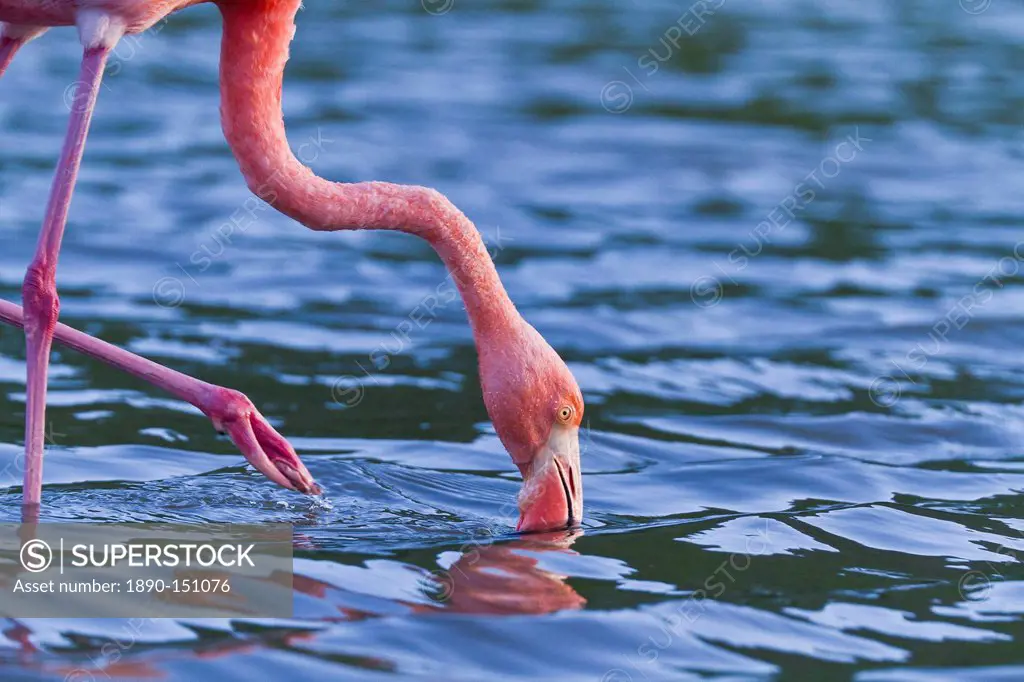 Greater flamingo Phoenicopterus ruber, Las Bachas, Santa Cruz Island, Galapagos Islands, Ecuador, South America