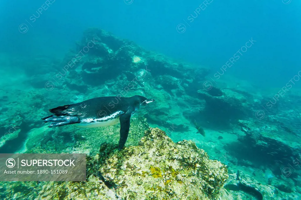 Adult Galapagos penguin Spheniscus mendiculus underwater, Bartolome Island, Galapagos Islands, Ecuador, South America