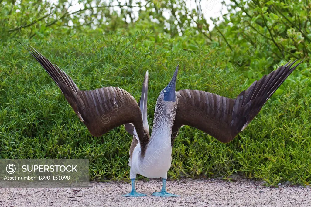 Blue_footed booby Sula nebouxii, North Seymour Island, Galapagos Islands, Ecuador, South America