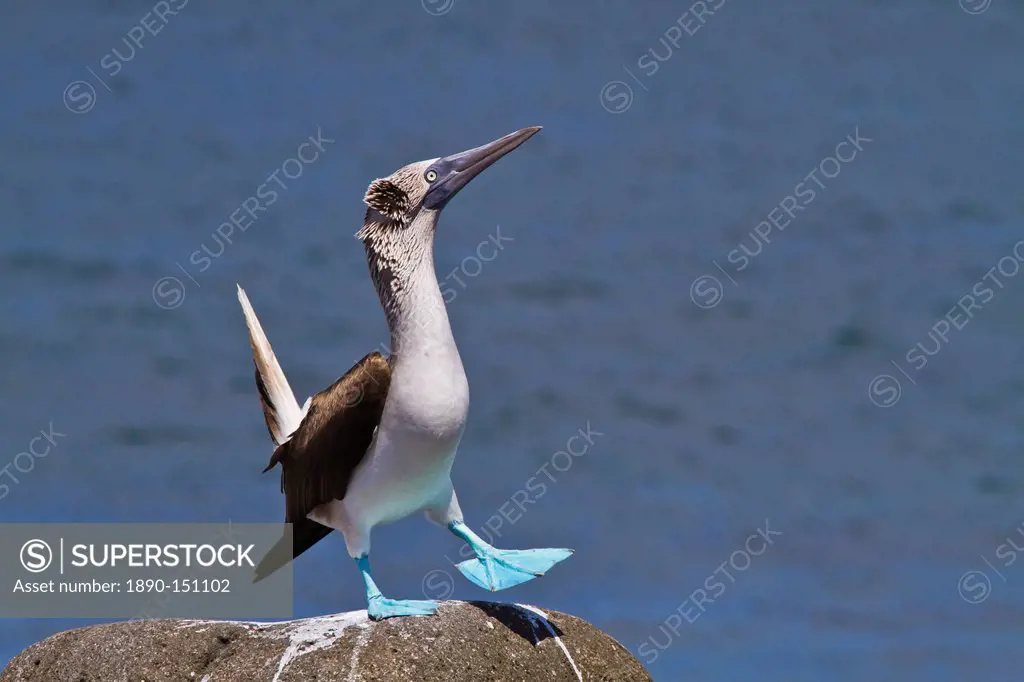 Blue_footed booby Sula nebouxii male, North Seymour Island, Galapagos Islands, Ecuador, South America