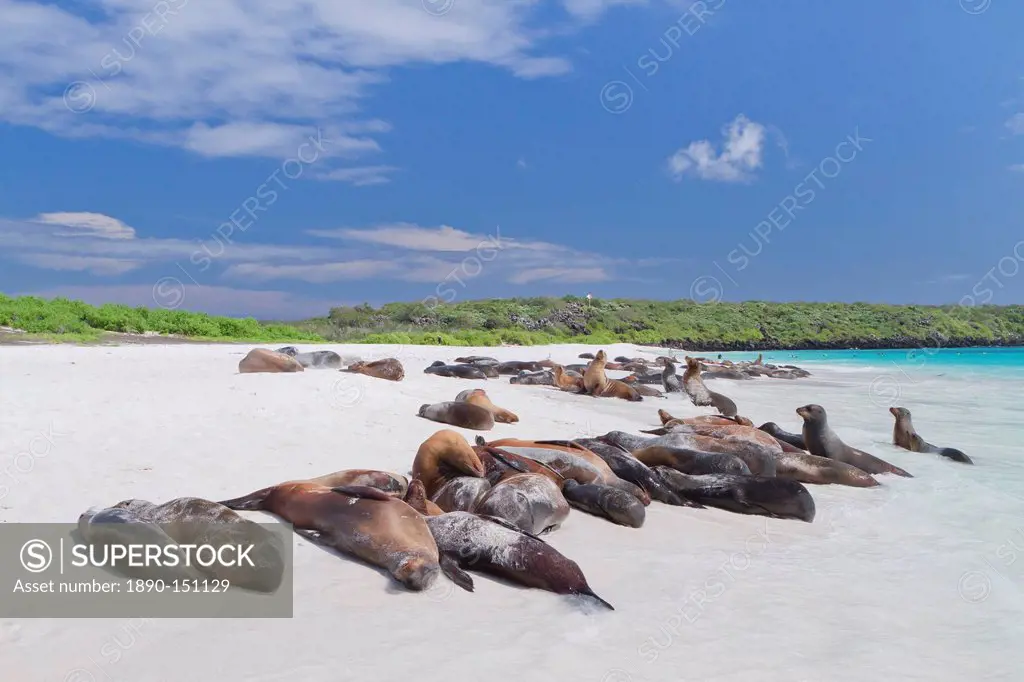 Galapagos sea lions Zalophus wollebaeki, Gardner Bay, Espanola Island, Galapagos Islands, UNESCO World Heritage Site, Ecuador, South America