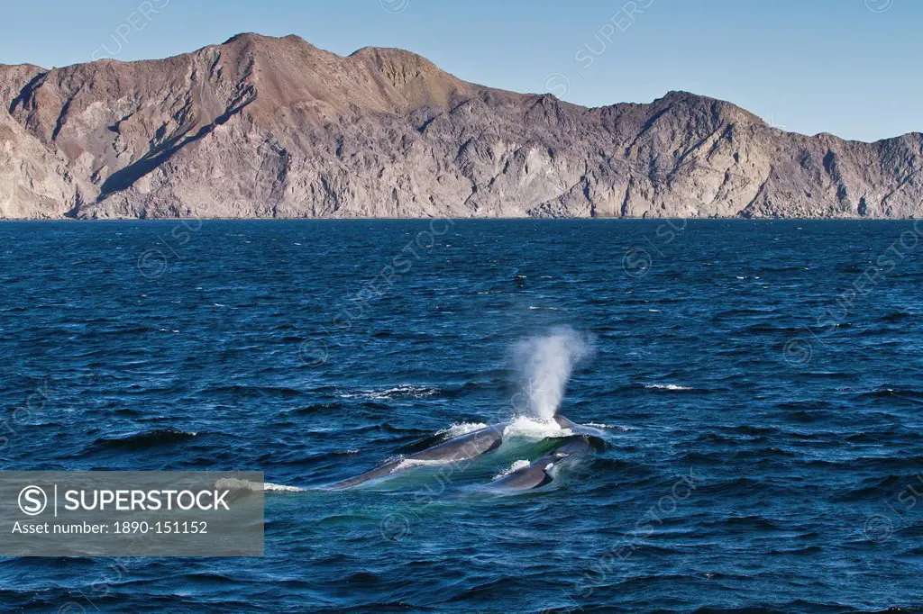 Blue whale cow Balaenoptera musculus and calf, southern Gulf of California Sea of Cortez, Baja California Sur, Mexico, North America