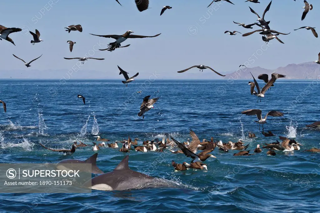 Long_beaked common dolphins Delphinus capensis feeding on a bait ball with gulls and boobies, Gulf of California Sea of Cortez, Baja California, Mexic...