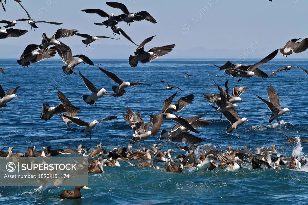 Long_beaked common dolphins Delphinus capensis feeding on a bait ball with gulls and boobies, Gulf of California Sea of Cortez, Baja California, Mexic...