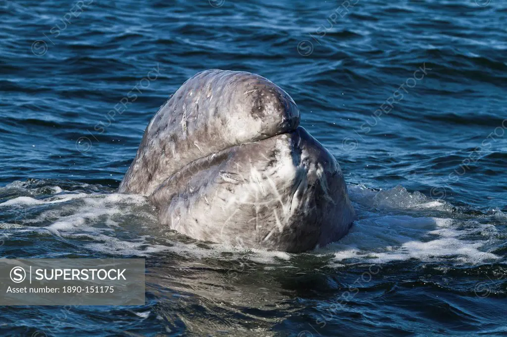 California gray whale Eschrichtius robustus calf, San Ignacio Lagoon, Baja California Sur, Mexico, North America