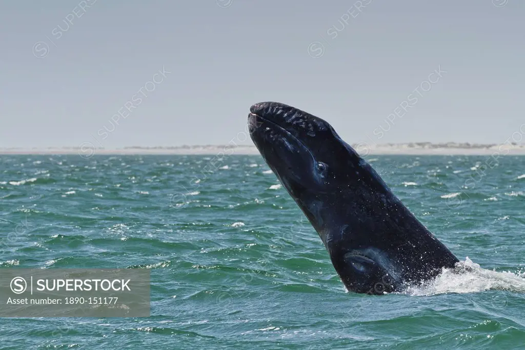 California gray whale Eschrichtius robustus calf breaching, San Ignacio Lagoon, Baja California Sur, Mexico, North America