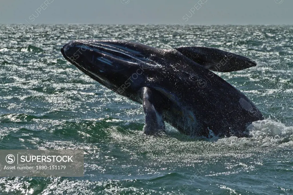 California gray whale Eschrichtius robustus calf breaching, San Ignacio Lagoon, Baja California Sur, Mexico, North America