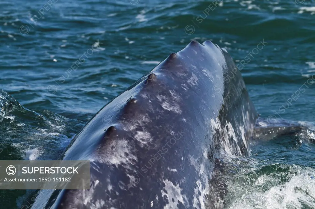 California gray whale Eschrichtius robustus caudal peduncle, San Ignacio Lagoon, Baja California Sur, Mexico, North America