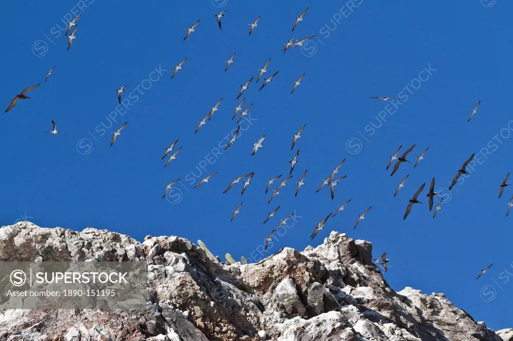 Wheeling birds, Isla San Pedro Martir, Gulf of California Sea of Cortez, Baja California, Mexico, North America