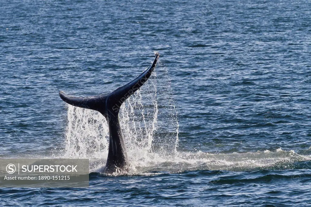 Humpback whale Megaptera novaeangliae tail slap, Gulf of California Sea of Cortez, Baja California Sur, Mexico, North America