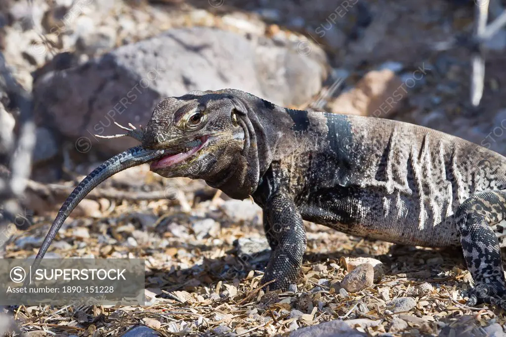 San Esteban spiny_tailed iguana Ctenosaura conspicuosa eating smaller lizard, Isla San Esteban, Gulf of California Sea of Cortez, Baja California, Mex...