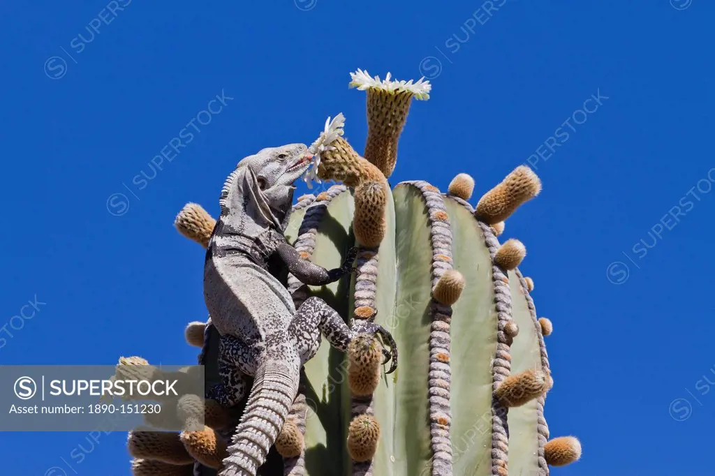 San Esteban spiny_tailed iguana Ctenosaura conspicuosa on cardon cactus, Isla San Esteban, Gulf of California Sea of Cortez, Baja California, Mexico, ...