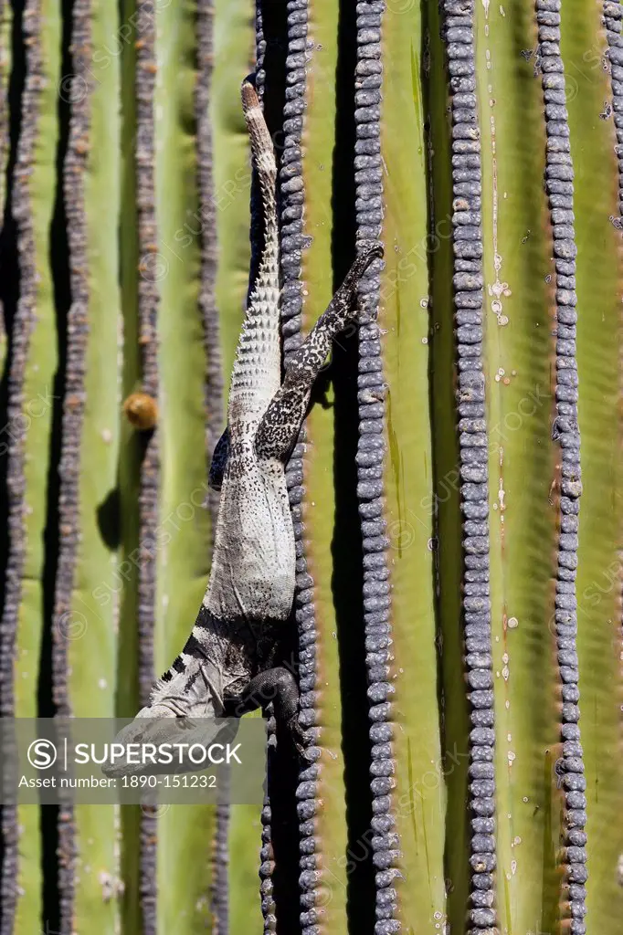 San Esteban spiny_tailed iguana Ctenosaura conspicuosa on cardon cactus, Isla San Esteban, Gulf of California Sea of Cortez, Baja California, Mexico, ...