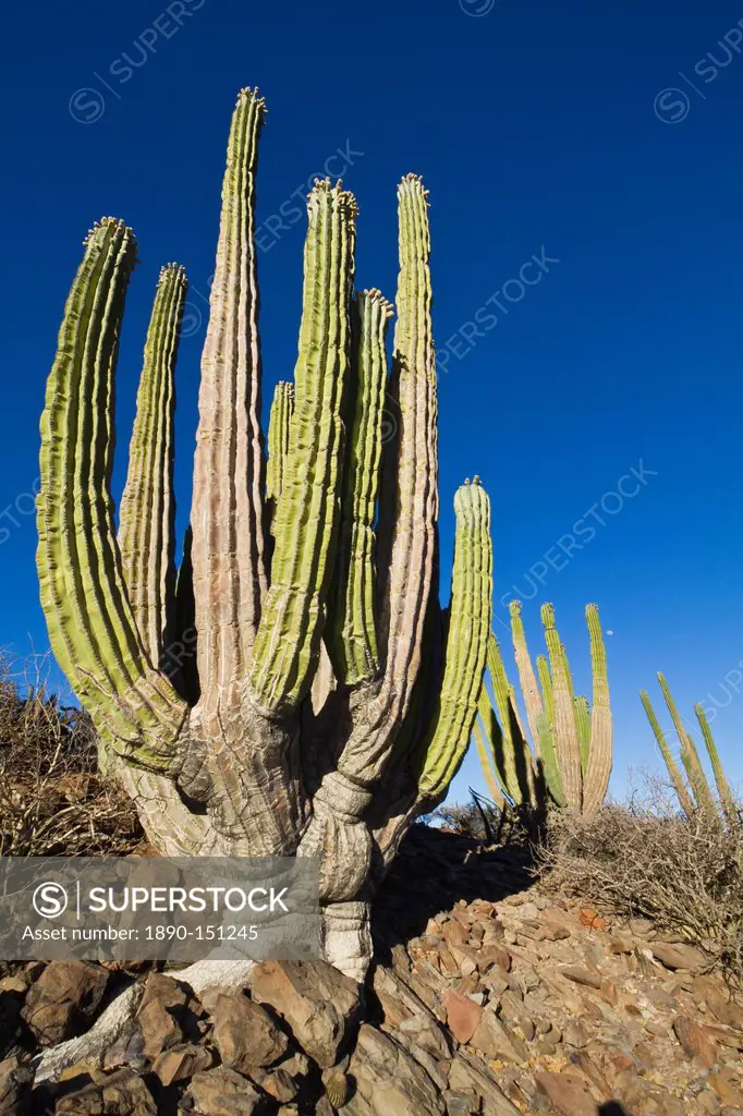Cardon cactus Pachycereus pringlei, Isla Catalina, Gulf of California Sea of Cortez, Baja California, Mexico, North America