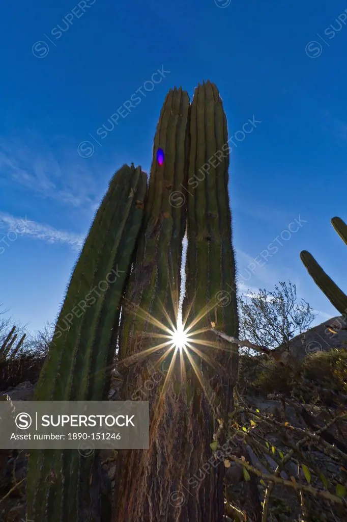 Cardon cactus Pachycereus pringlei, Isla Catalina, Gulf of California Sea of Cortez, Baja California, Mexico, North America