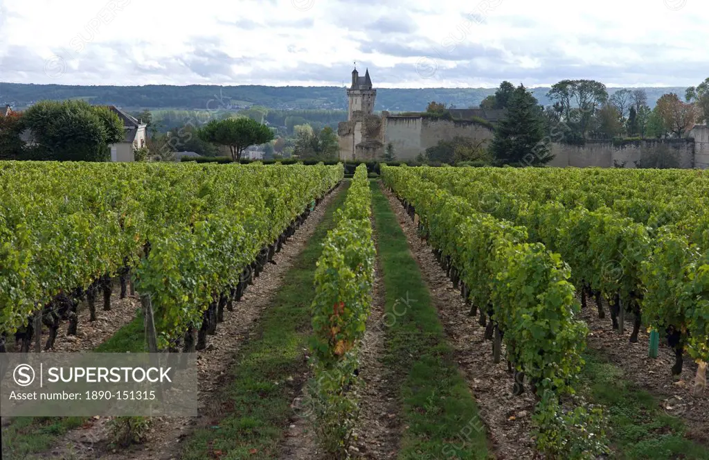 Vineyard, Chinon, Indre_et_Loire, Touraine, France, Europe