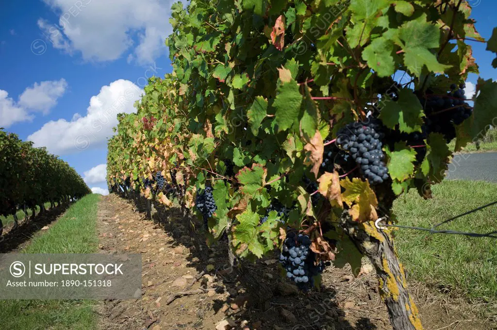 Vineyard, Saumur, Maine_et_Loire, Loire Valley, France, Europe