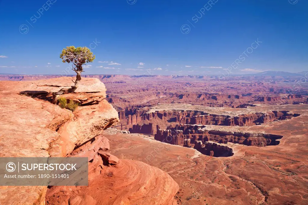 Grand View Point overlook and juniper tree, Island in the Sky, Canyonlands National Park, Utah, United States of America, North America