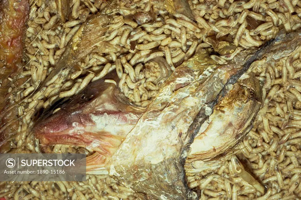 Maggots picking clean fish´s head among their offal food on maggot farm, Nottingham, Nottinghamshire, England, United Kingdom, Europe