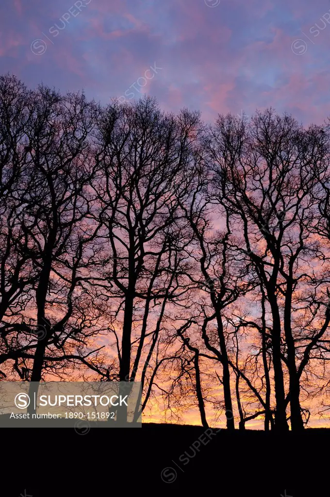 Dawn over copse of oak trees, Dumfries and Galloway, Scotland, United Kingdom, Europe