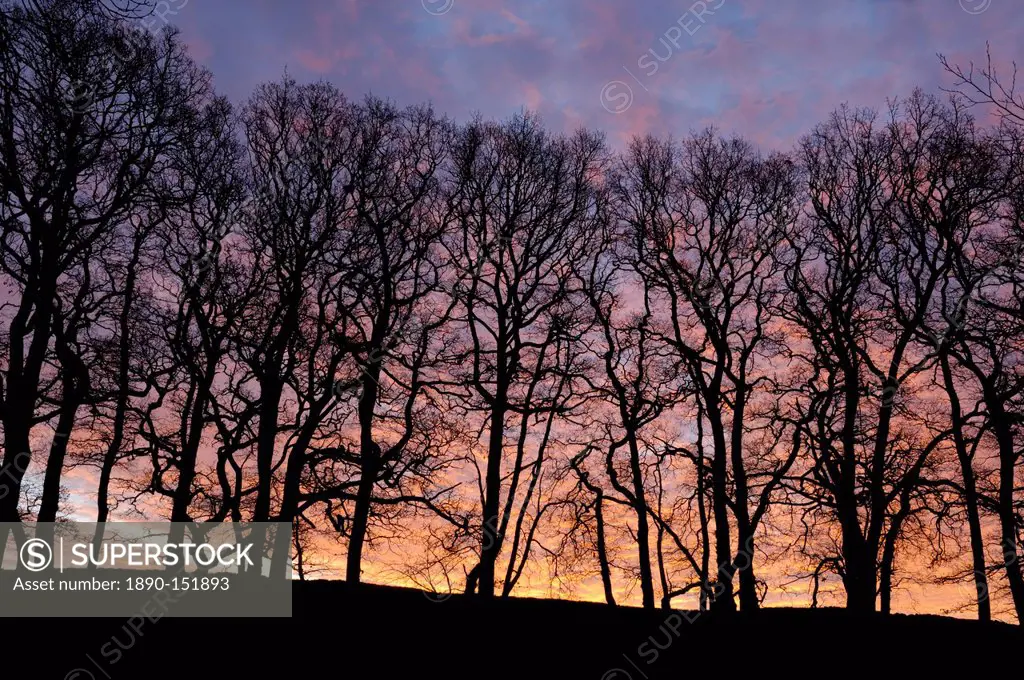 Dawn over copse of oak trees, Dumfries and Galloway, Scotland, United Kingdom, Europe