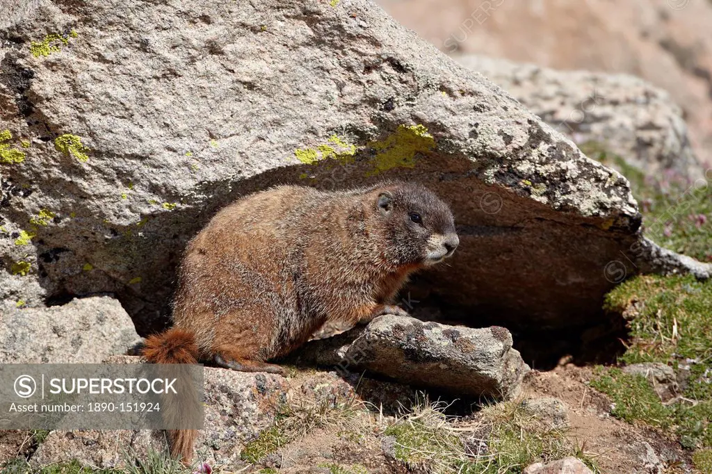 Yellow_bellied marmot yellowbelly marmot Marmota flaviventris, Mount Evans, Arapaho_Roosevelt National Forest, Colorado, United States of America, Nor...