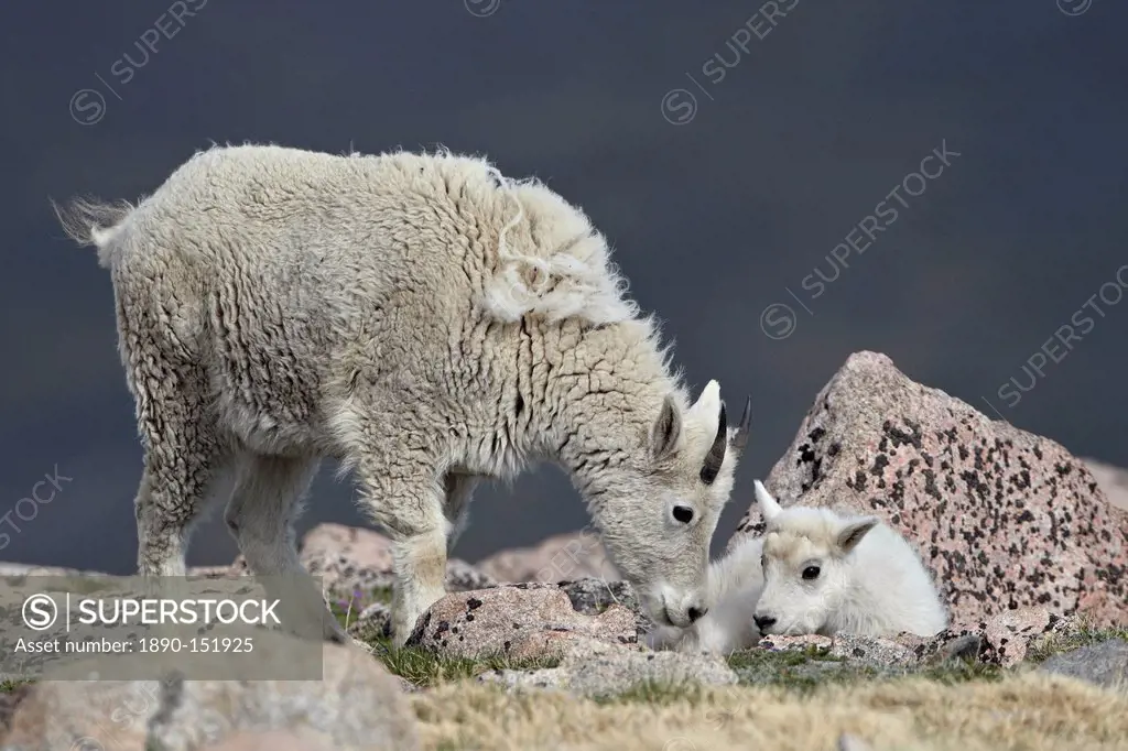 Mountain goat Oreamnos americanus juvenile and kid, Mount Evans, Arapaho_Roosevelt National Forest, Colorado, United States of America, North America