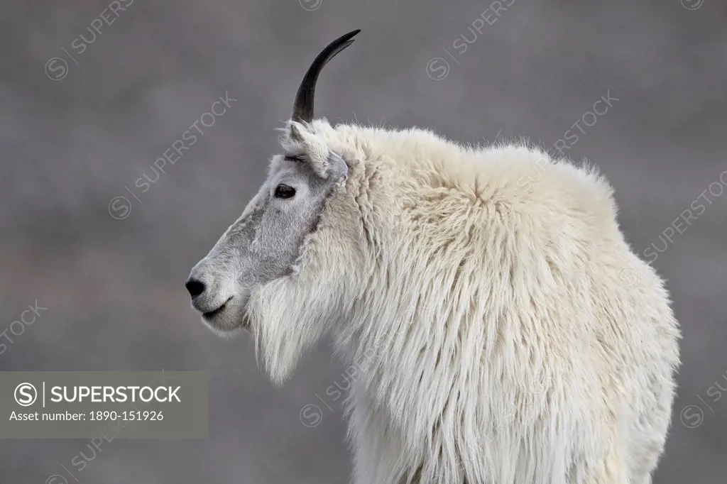 Mountain goat Oreamnos americanus, Mount Evans, Arapaho_Roosevelt National Forest, Colorado, United States of America, North America