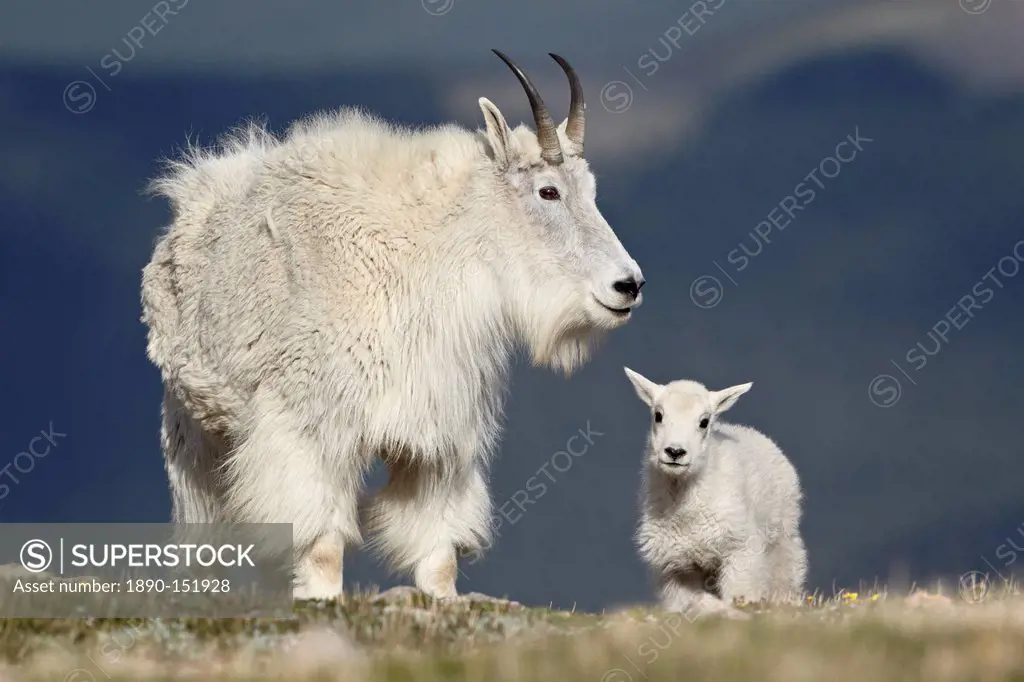 Mountain goat Oreamnos americanus nanny and kid, Mount Evans, Arapaho_Roosevelt National Forest, Colorado, United States of America, North America