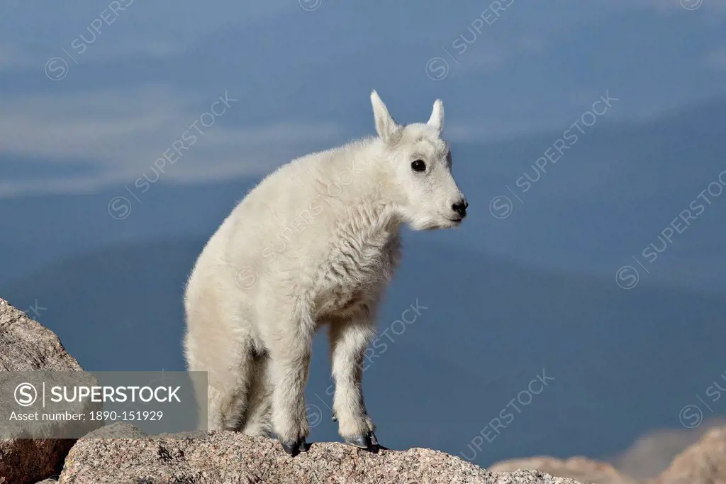 Mountain goat Oreamnos americanus kid, Mount Evans, Arapaho_Roosevelt National Forest, Colorado, United States of America, North America