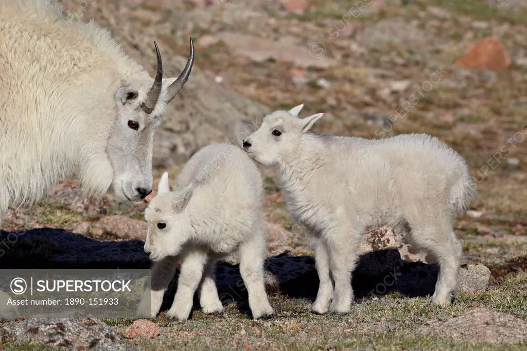 Mountain goat Oreamnos americanus nanny and kids, Mount Evans, Arapaho_Roosevelt National Forest, Colorado, United States of America, North America