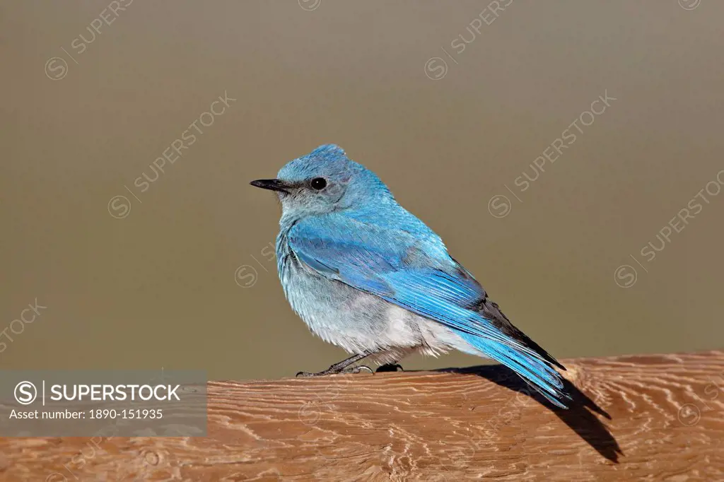 Male mountain bluebird Sialia currucoides, Mount Evans, Arapaho_Roosevelt National Forest, Colorado, United States of America, North America