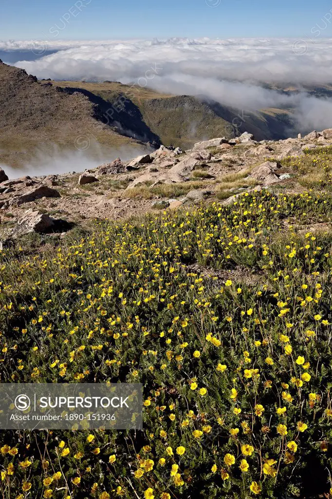 Alpine avens Acomastylis rossii turbinata above the clouds, Mount Evans, Arapaho_Roosevelt National Forest, Colorado, United States of America, North ...