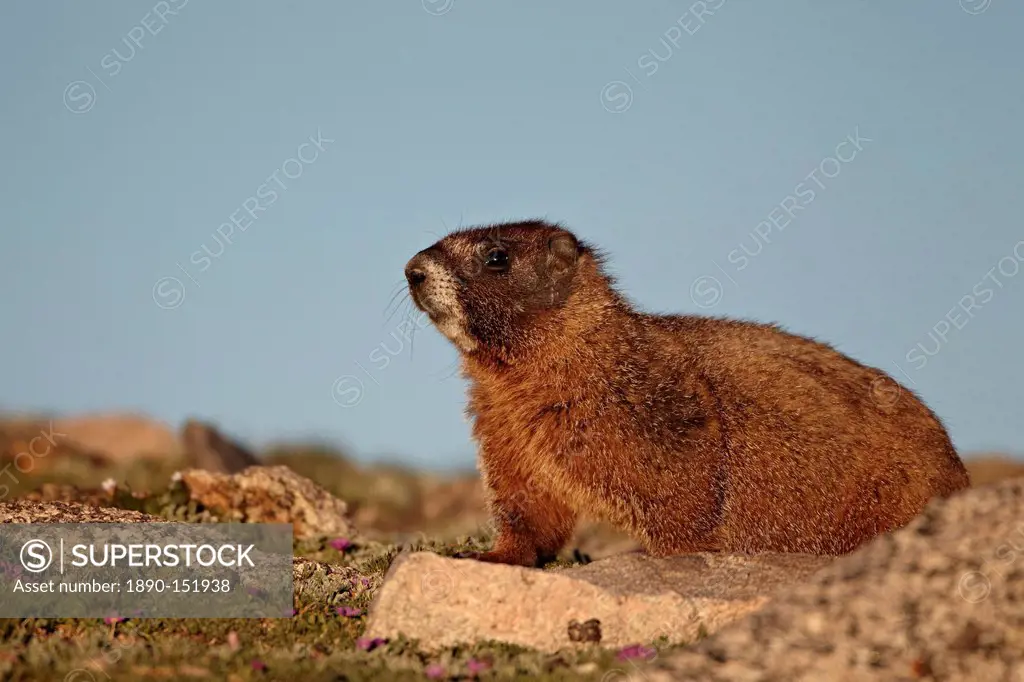 Yellow_bellied marmot yellowbelly marmot Marmota flaviventris, Mount Evans, Arapaho_Roosevelt National Forest, Colorado, United States of America, Nor...