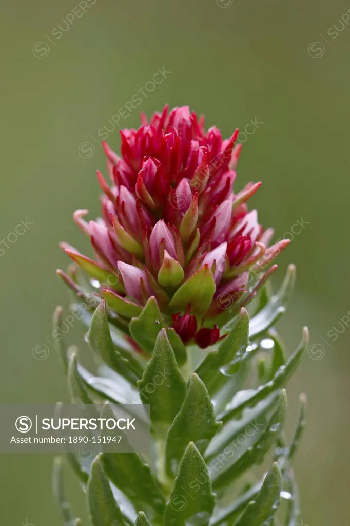 Queen´s crown rose crown redpod stonecrop Clementsia rhodantha Sedum rhodanthum Rhodiola rhodantha, San Juan National Forest, Colorado, United States ...