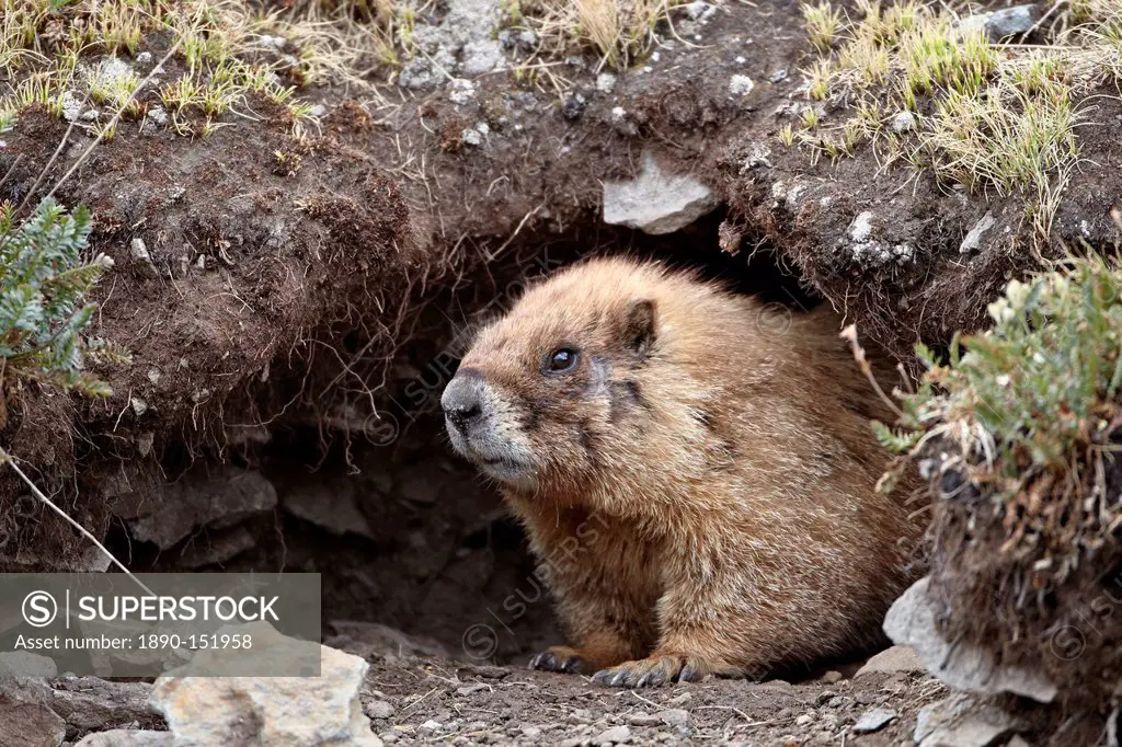 Yellow_bellied marmot yellowbelly marmot Marmota flaviventris at a burrow entrance, San Juan National Forest, Colorado, United States of America, Nort...