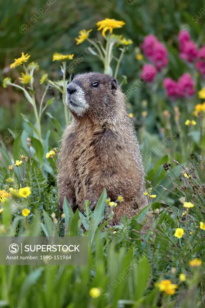 Yellow_bellied marmot yellowbelly marmot Marmota flaviventris among wildflowers, San Juan National Forest, Colorado, United States of America, North A...
