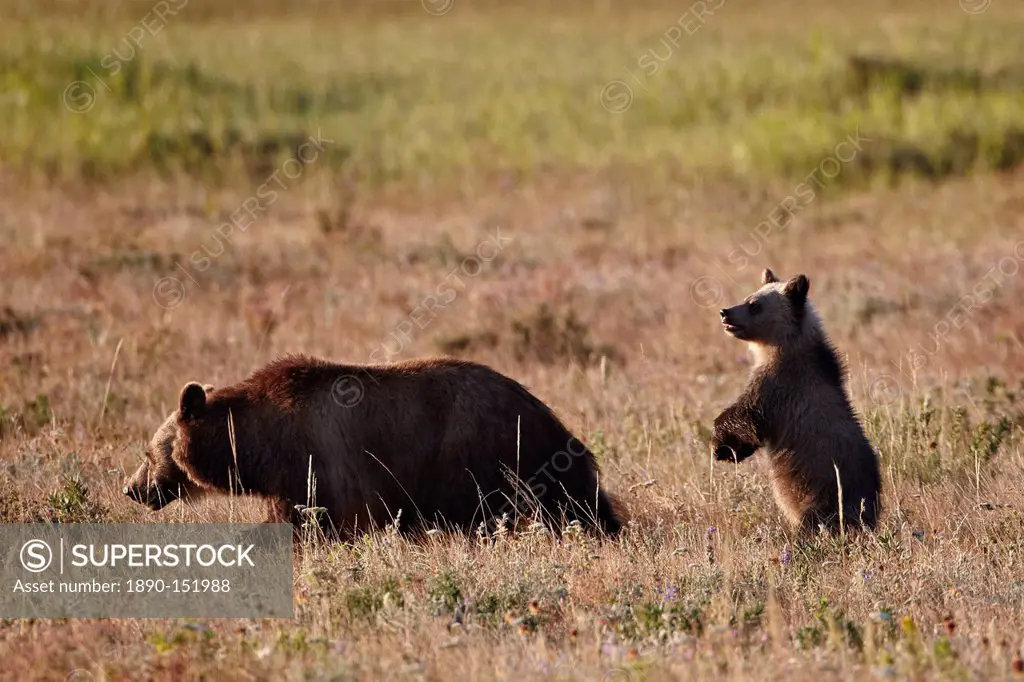 Grizzly bear Ursus arctos horribilis sow and yearling cub, Glacier National Park, Montana, United States of America, North America