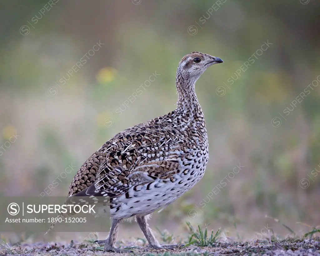 Sharp_tailed grouse Tympanuchus phasianellus, previously Tetrao phasianellus, Custer State Park, South Dakota, United States of America, North America